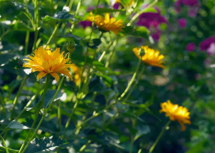 Hohe Szálloda Reken